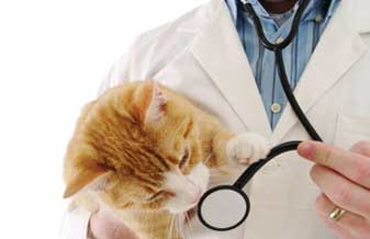 Clínica Veterinária Vila Pet Taboão - Foto 1
