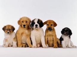 MR Truzzi Kennel - Foto 1
