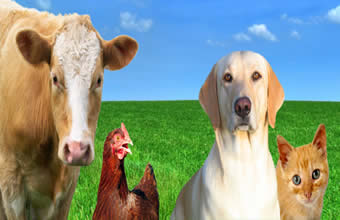 Comércio de Produtos Veterinários Pirajussara - Foto 1