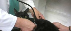 veterinarios-taboao-da-serra-1475247685