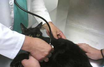 Policlínica Veterinária Taboão - Foto 1