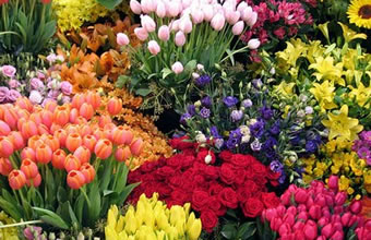 Floricultura Nova Flora - Foto 1