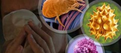 imunologia-taboao-da-serra-1476465620