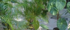 plantas-ornamentais-taboao-da-serra-1475517167