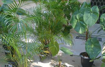 Saboten Plantas de Taboão - Foto 1