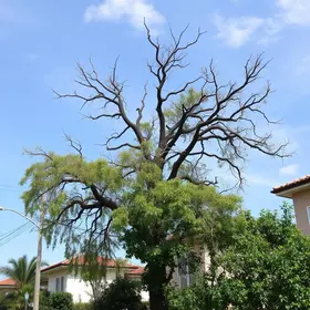 árvore em risco de queda