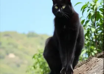 Últimas noticias de Taboão da Serra