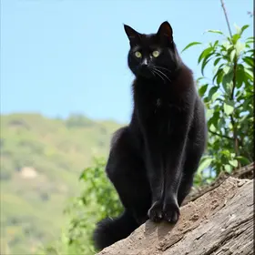 Calcinha Preta